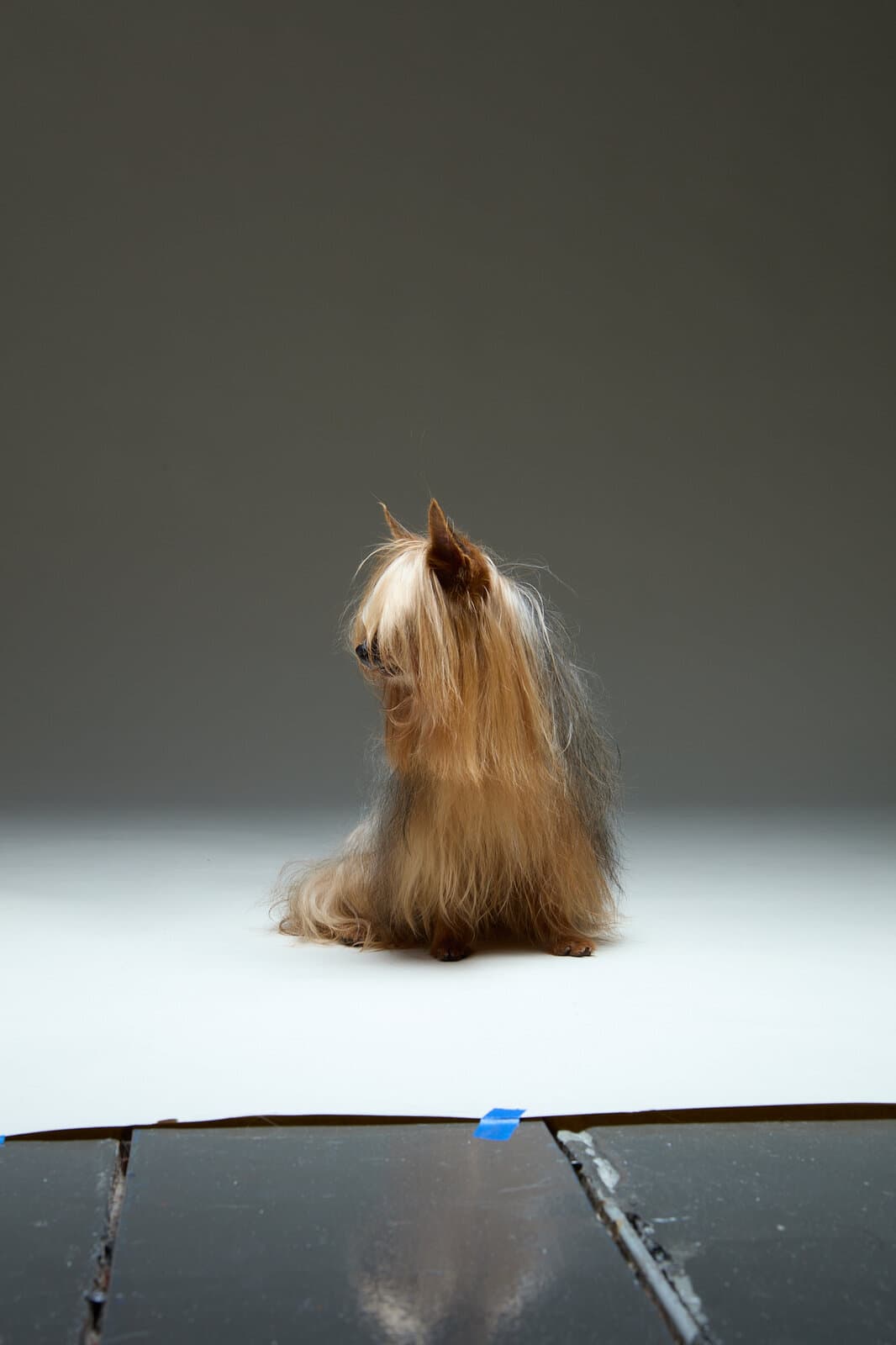 A silky terrier with a long flowing coat on a grey studio sweep.