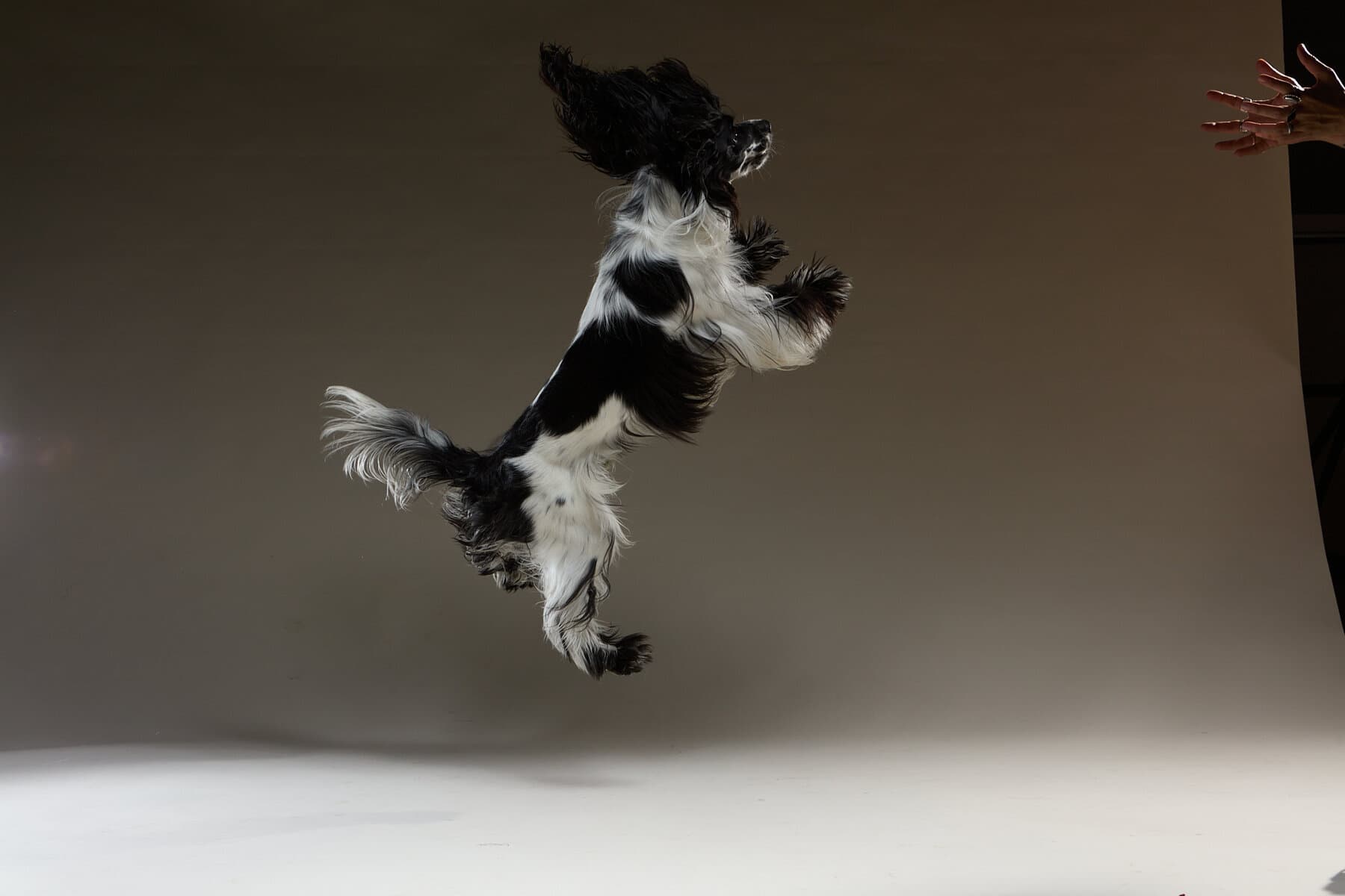 A cocker spaniel caught mid-air, suspended in motion.