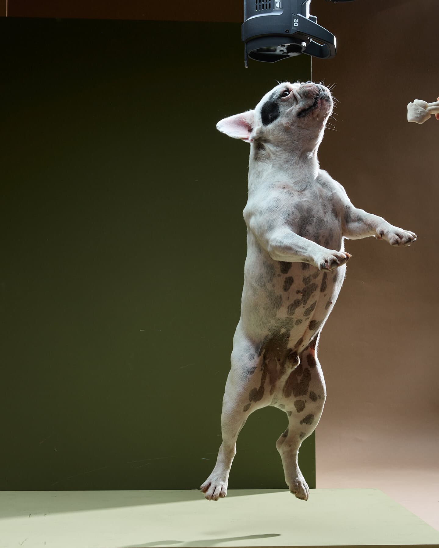 A French bulldog reaching up on hind legs toward an overhead strobe.