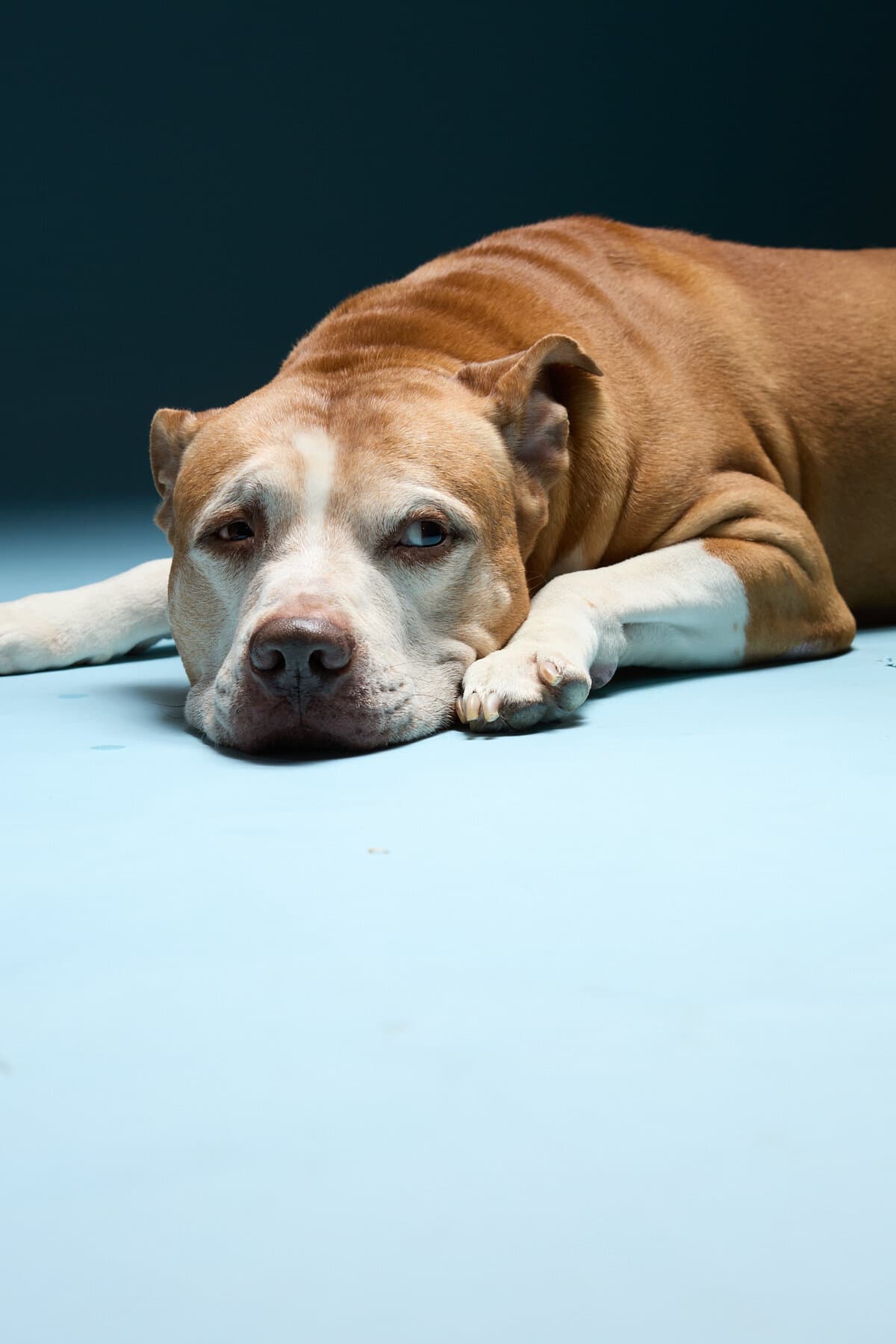 A pit bull mix lying belly-down with a paw stretched out, calm blue-grey backdrop.
