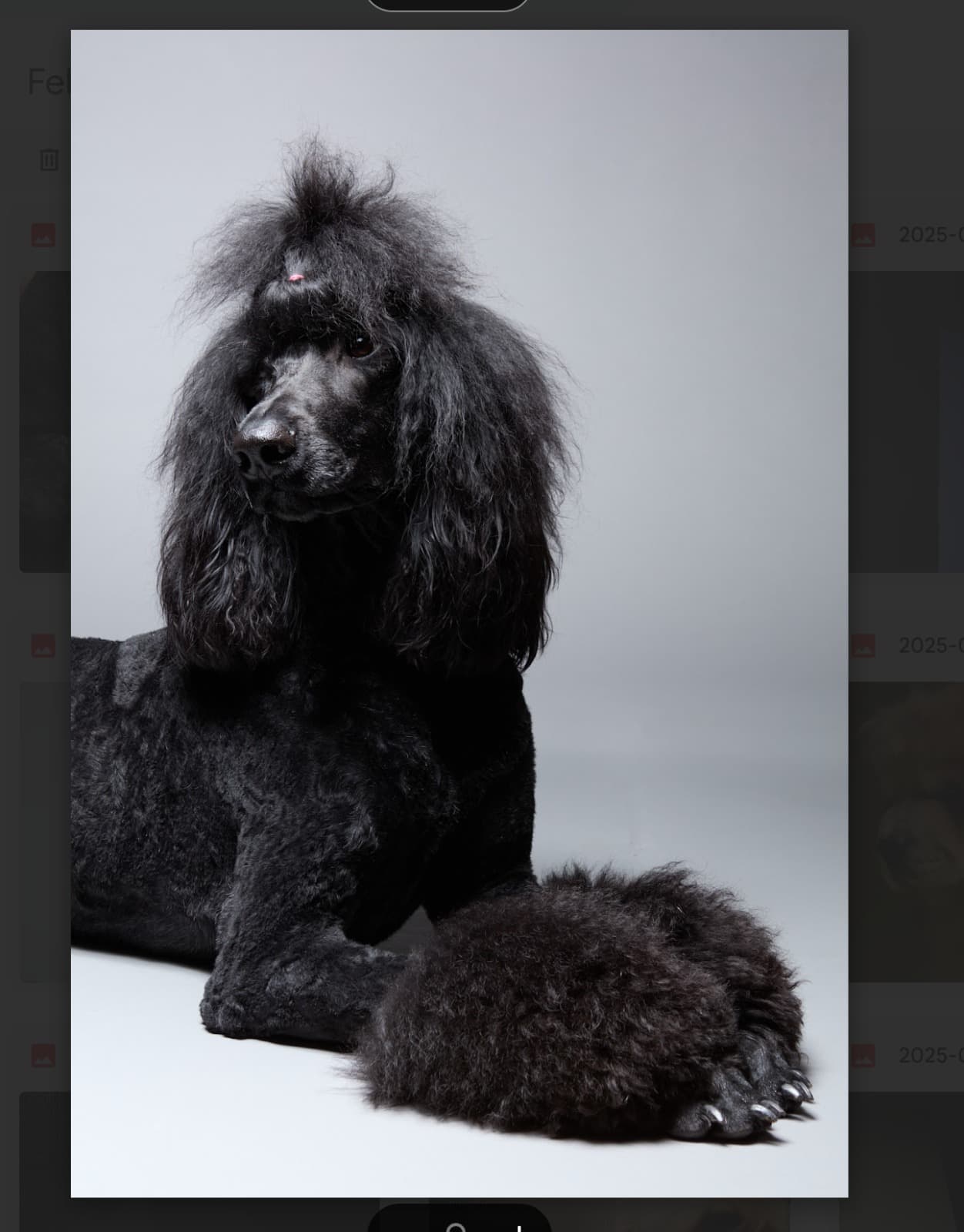 A black poodle in editorial studio portrait against a dark backdrop.