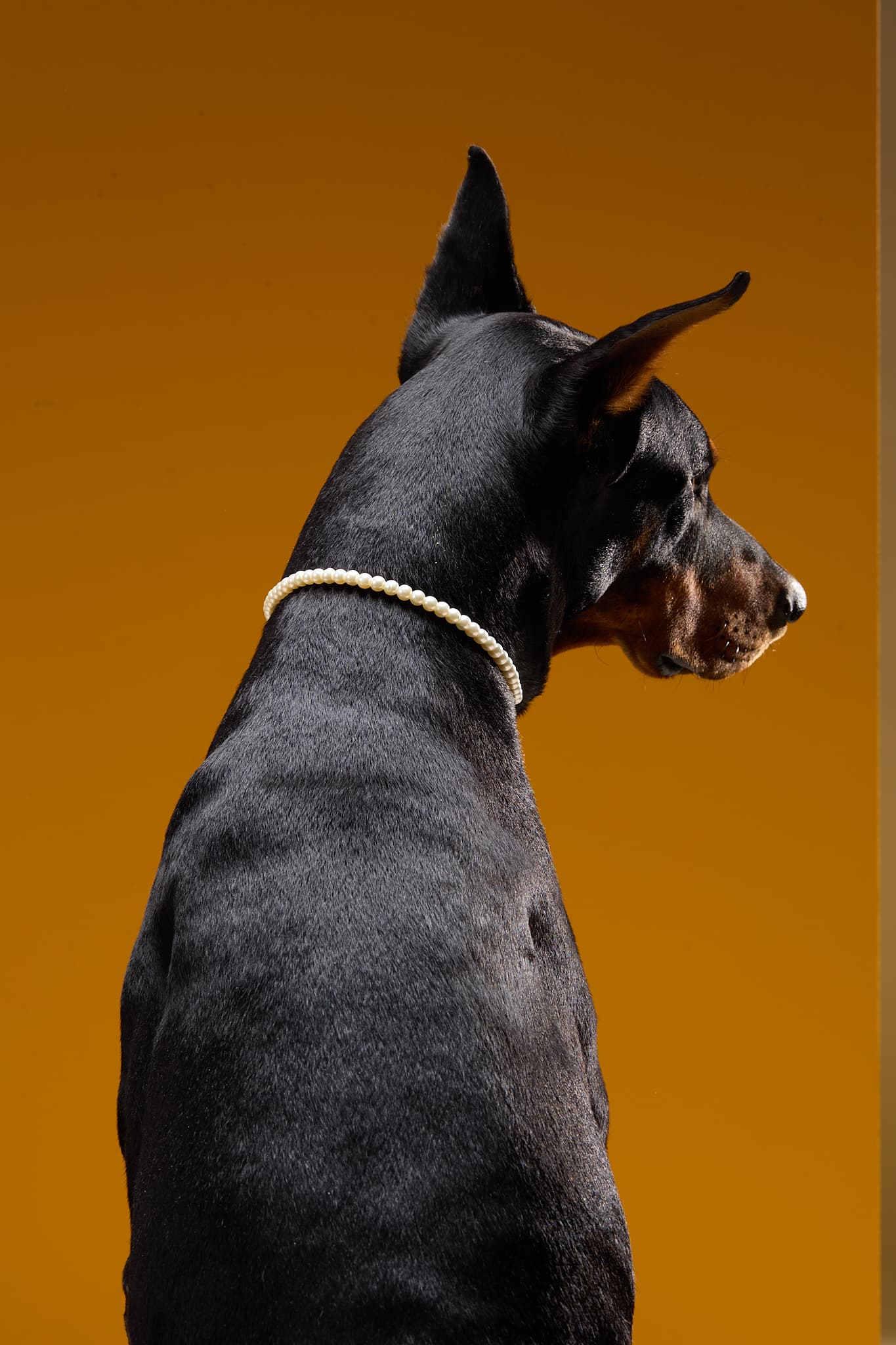 A black Doberman seen from behind, head turned in profile, wearing a delicate pearl necklace against a warm amber backdrop.