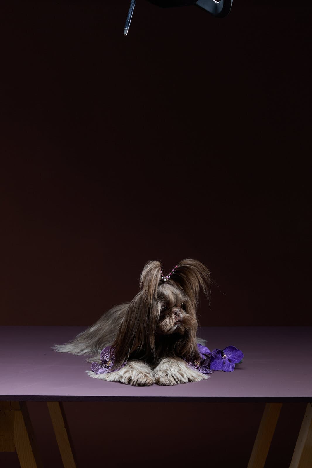 A Shih Tzu beside wine-purple orchids on a lavender table.