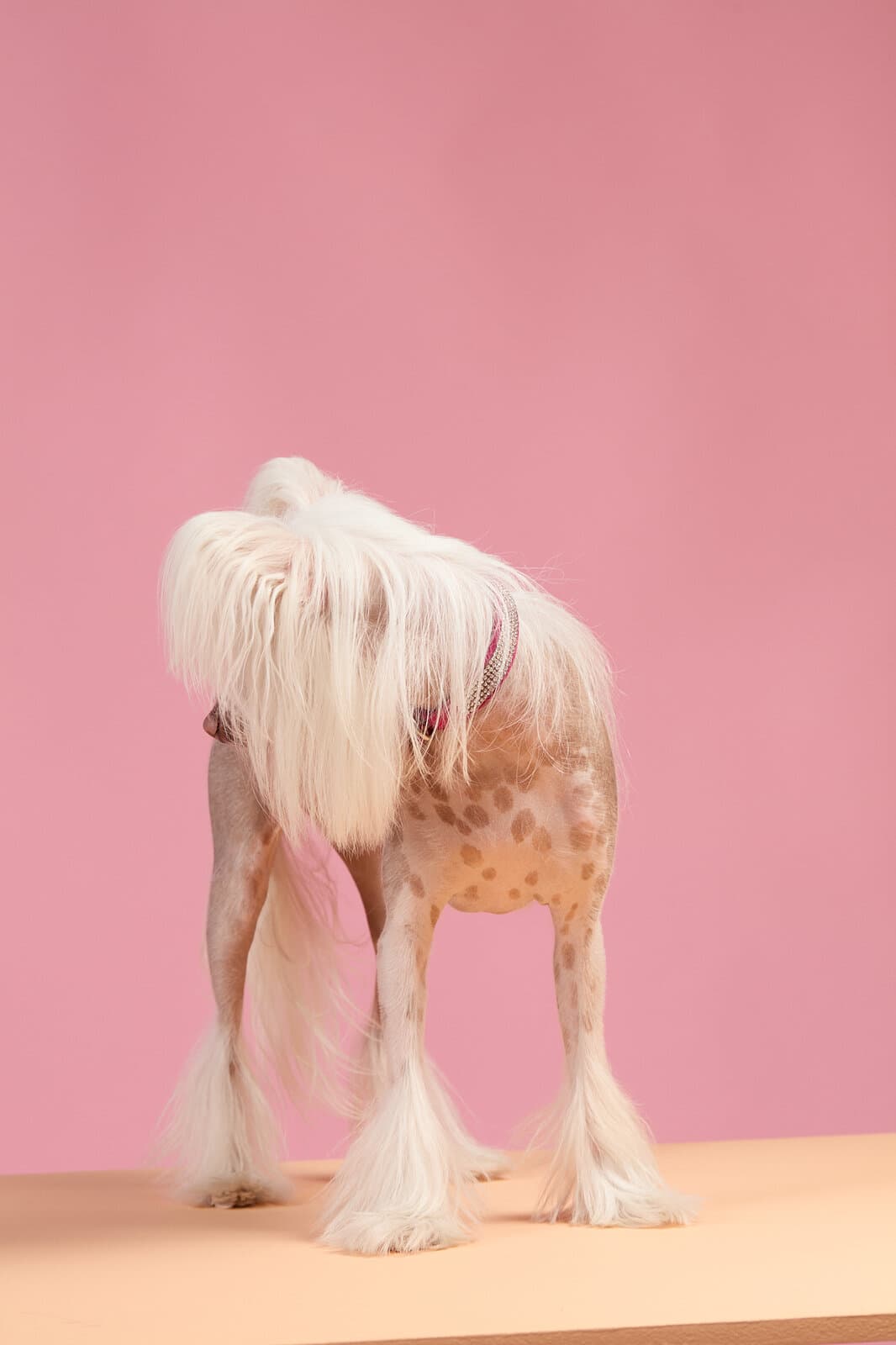 A Chinese Crested seen from behind, hot pink backdrop over peach floor.