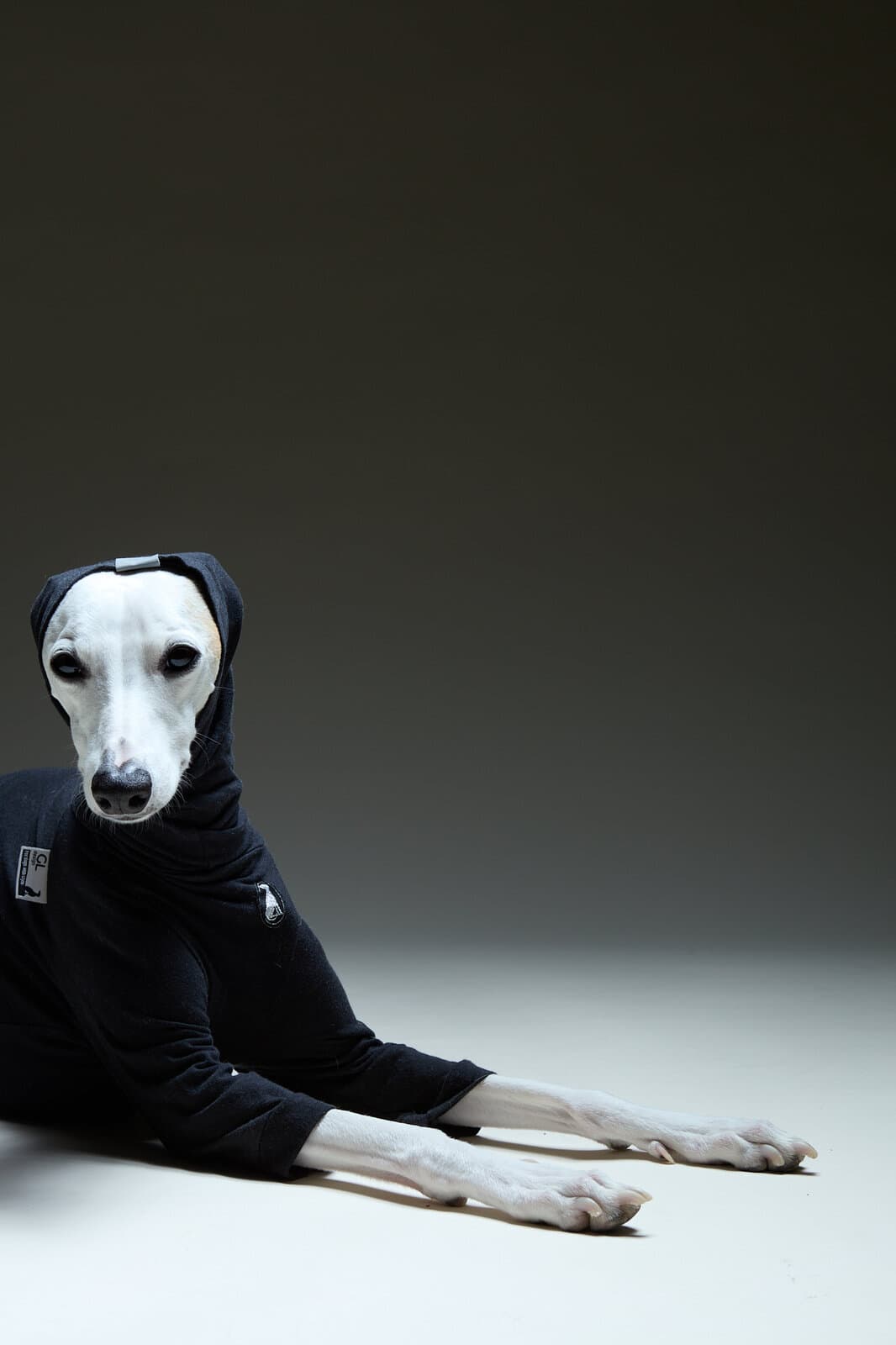 A dog walking up to the camera and licking the lens. An intimate close.