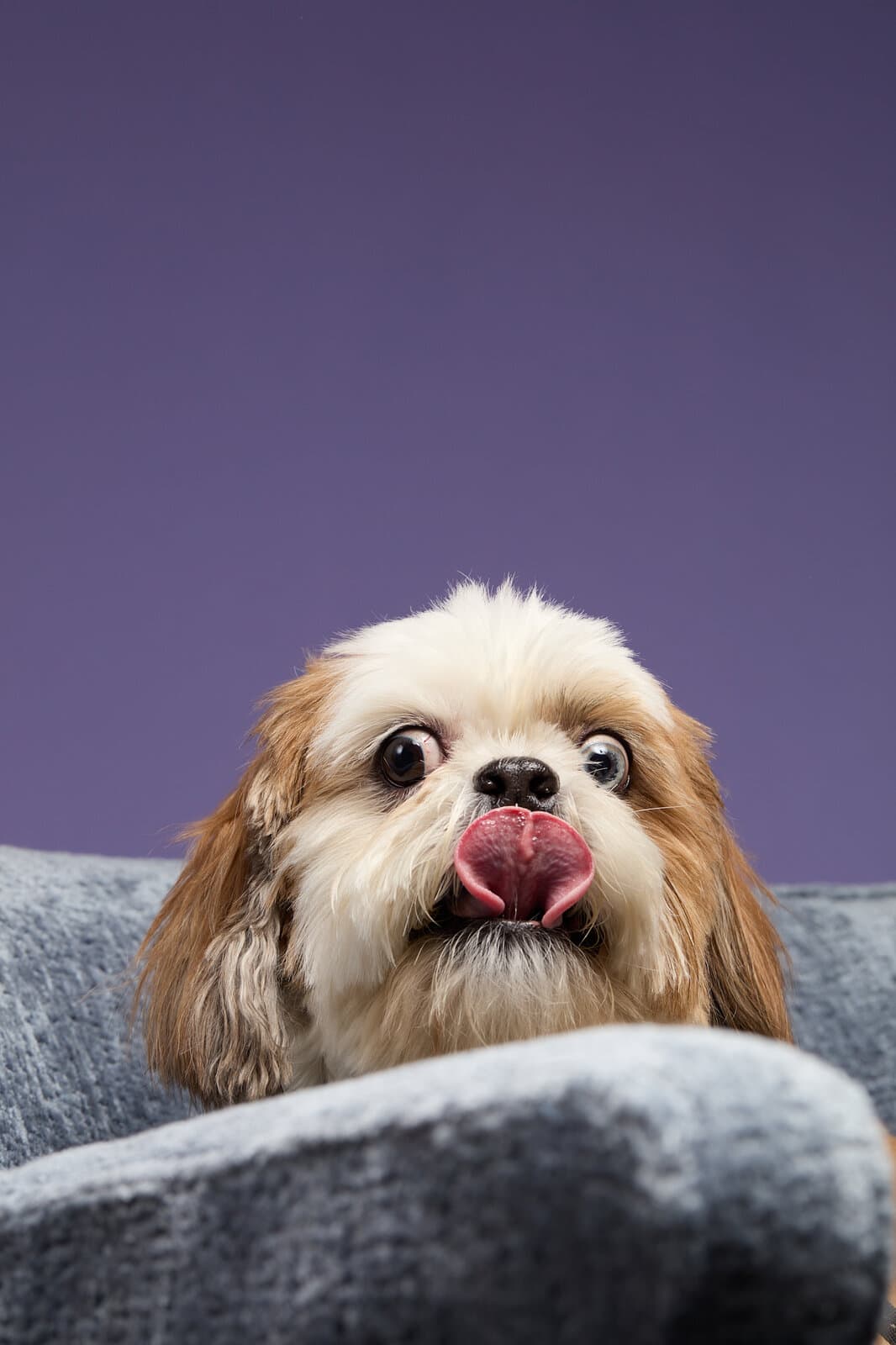 A Shih Tzu puppy peeking over a grey velvet sofa, tongue mid-lick.