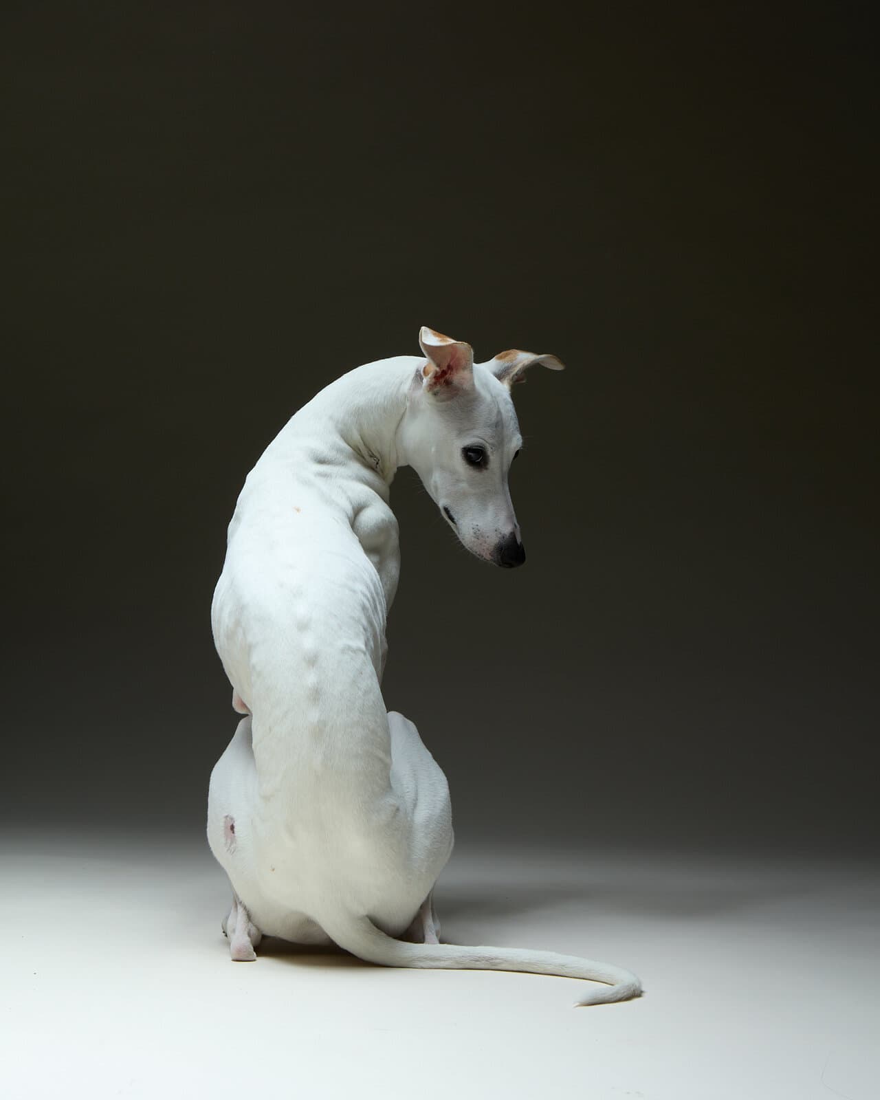 A white whippet in elegant profile against a soft grey gradient.
