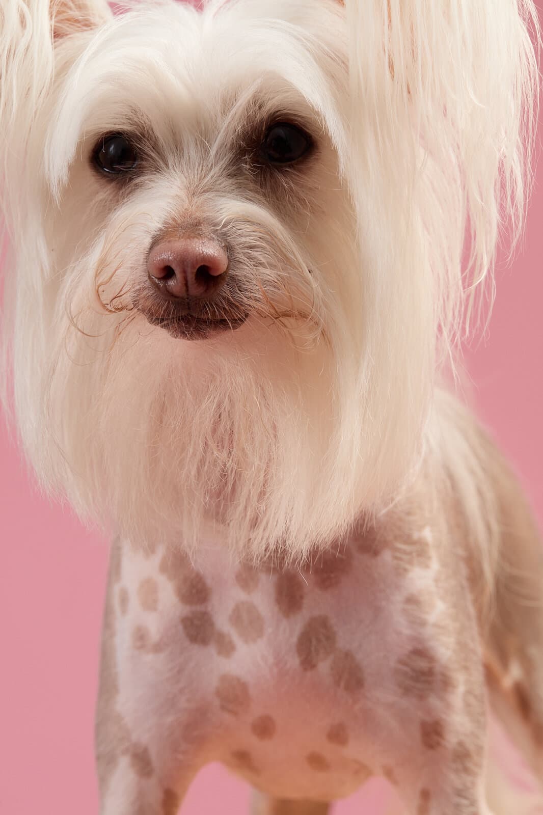 A close portrait of a Chinese Crested looking at camera, soft pink backdrop.