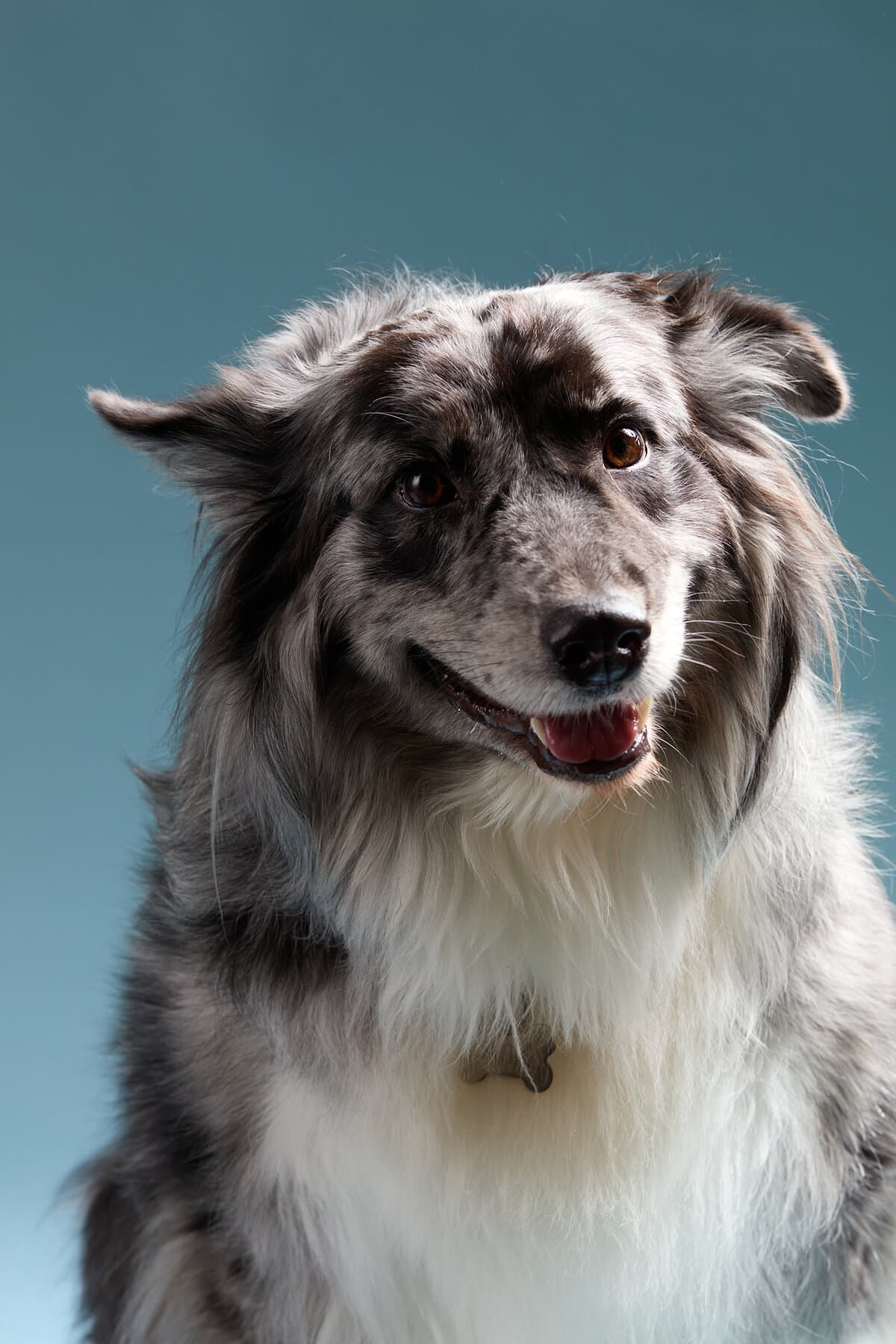 A blue merle border collie portrait against a soft teal-grey backdrop.