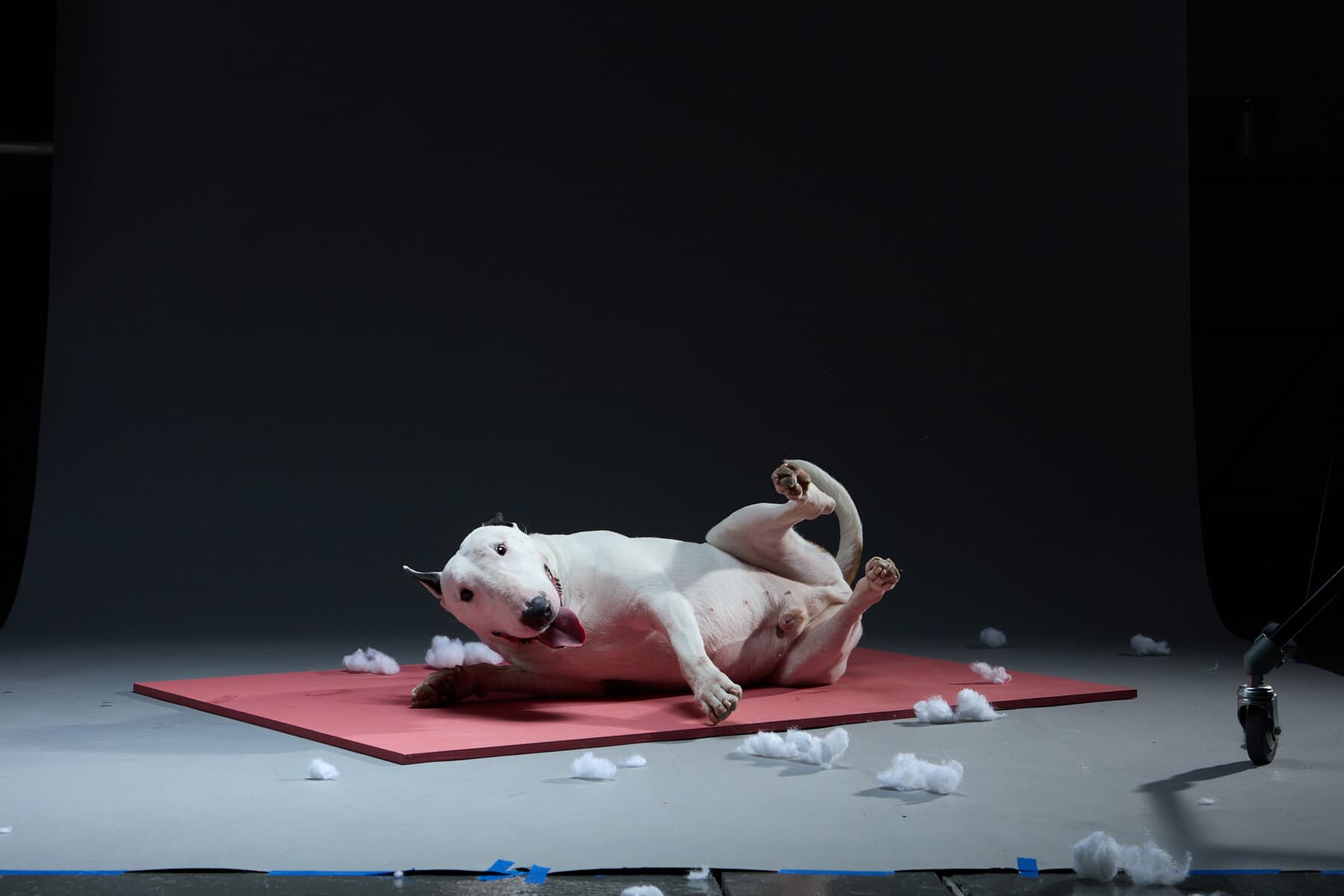 A white bull terrier rolled on its back on red paper.